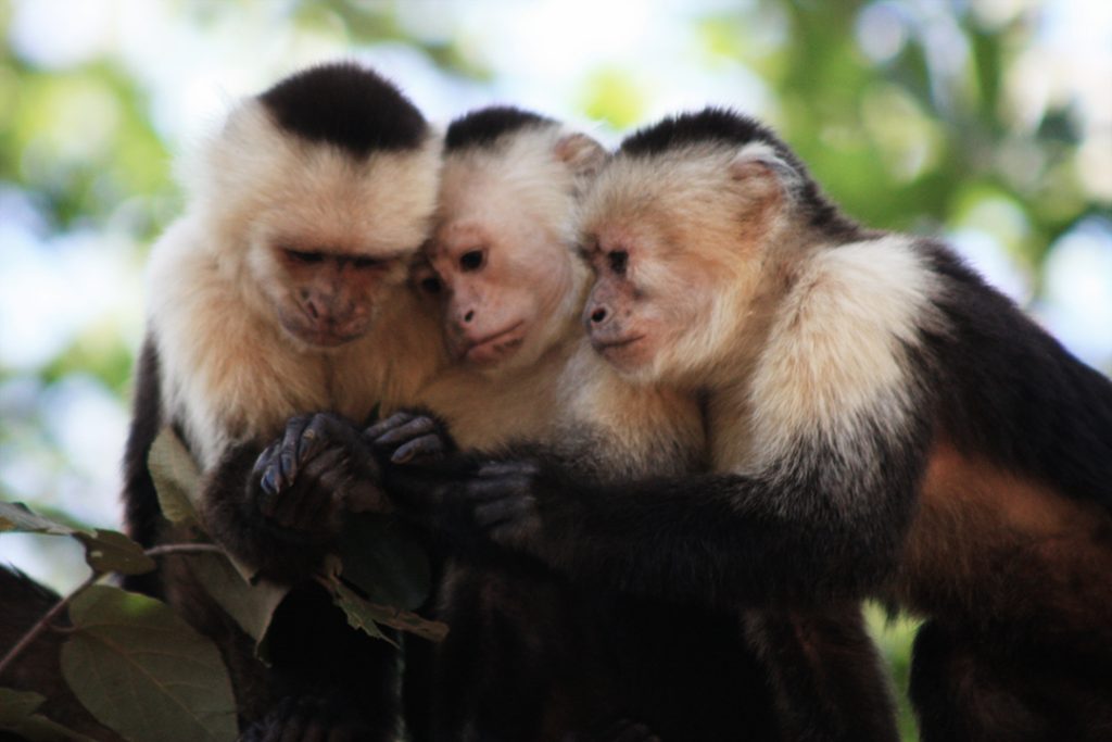 Capuchinapa