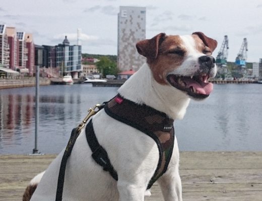 Tacksamhet, Wiggo Jack-Russel hund